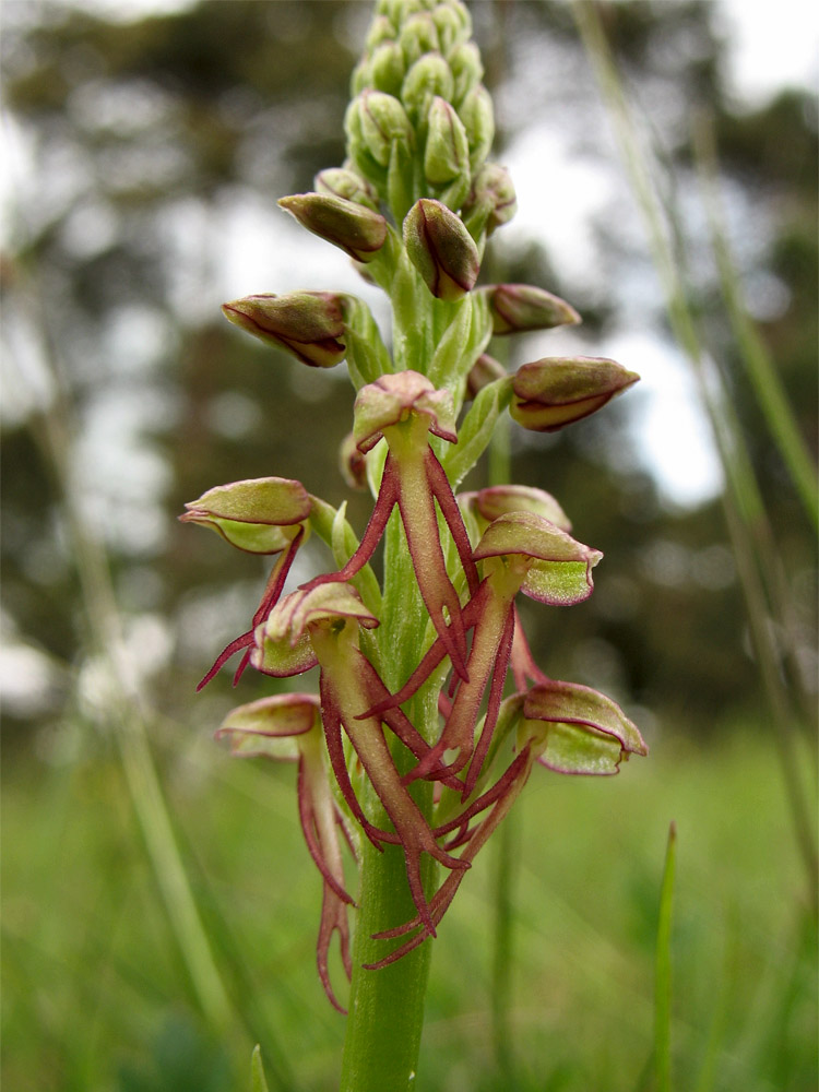 Image of Orchis anthropophora specimen.