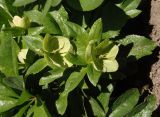 Helleborus caucasicus. Верхушки отцветающих побегов с завязавшимися плодами. Украина, Сумская обл., г. Тростянец, ул. Пивненко, частный сектор. 11.06.2015.