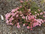 Loiseleuria procumbens