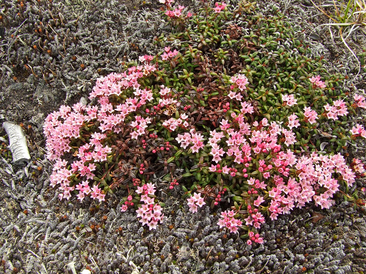 Изображение особи Loiseleuria procumbens.