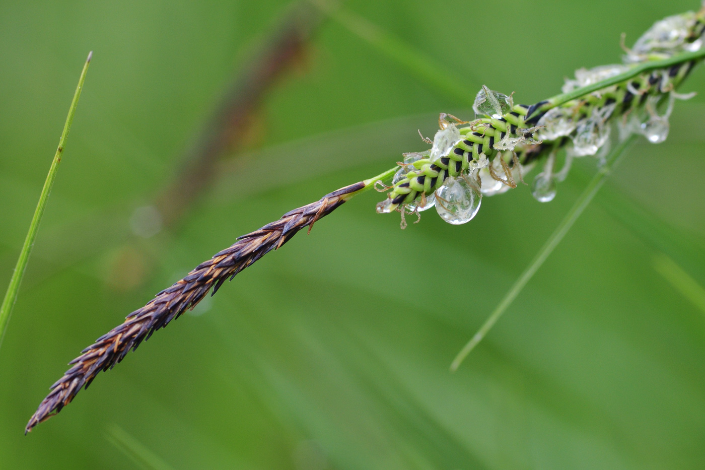 Изображение особи Carex cespitosa.