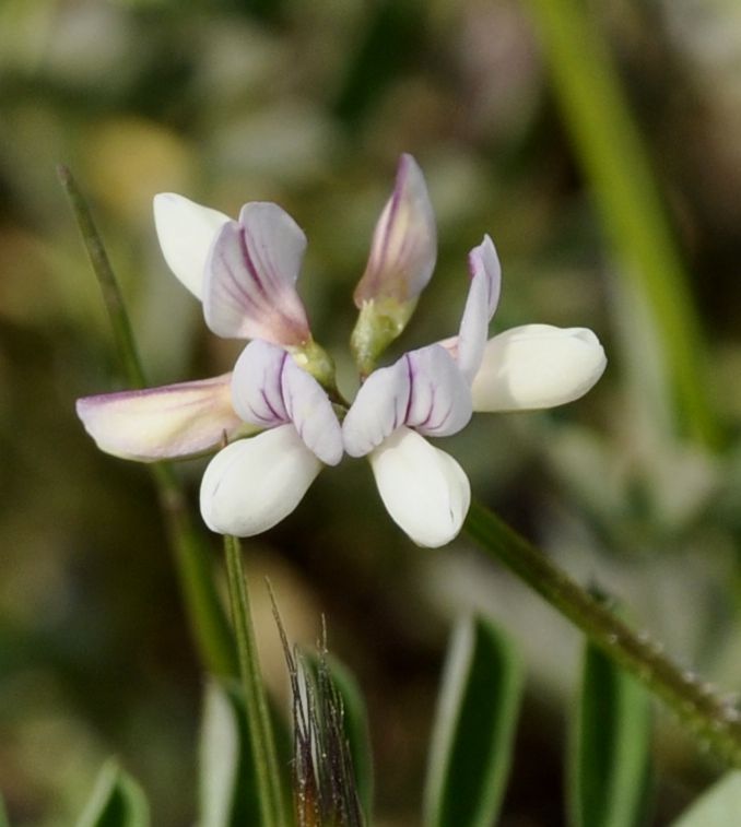 Image of Securigera cretica specimen.