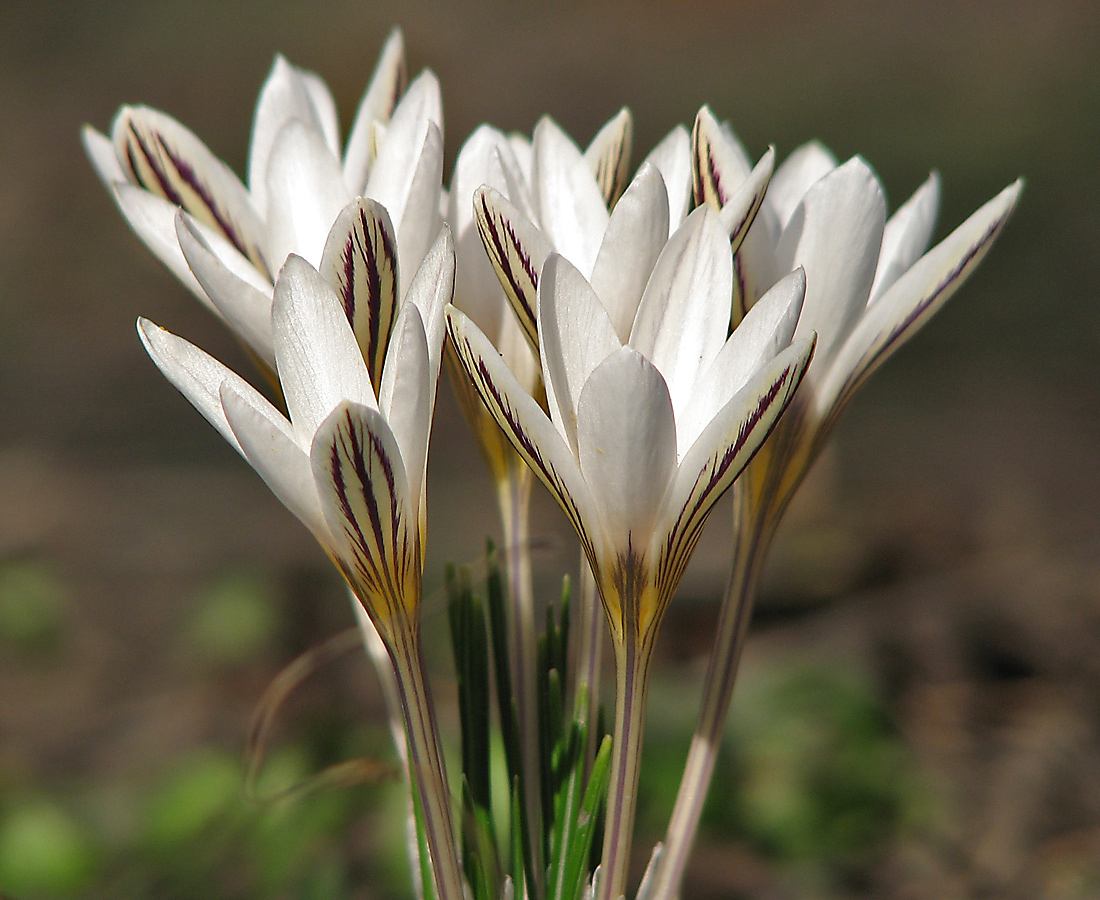 Изображение особи Crocus reticulatus.