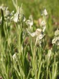Leontopodium leontopodioides