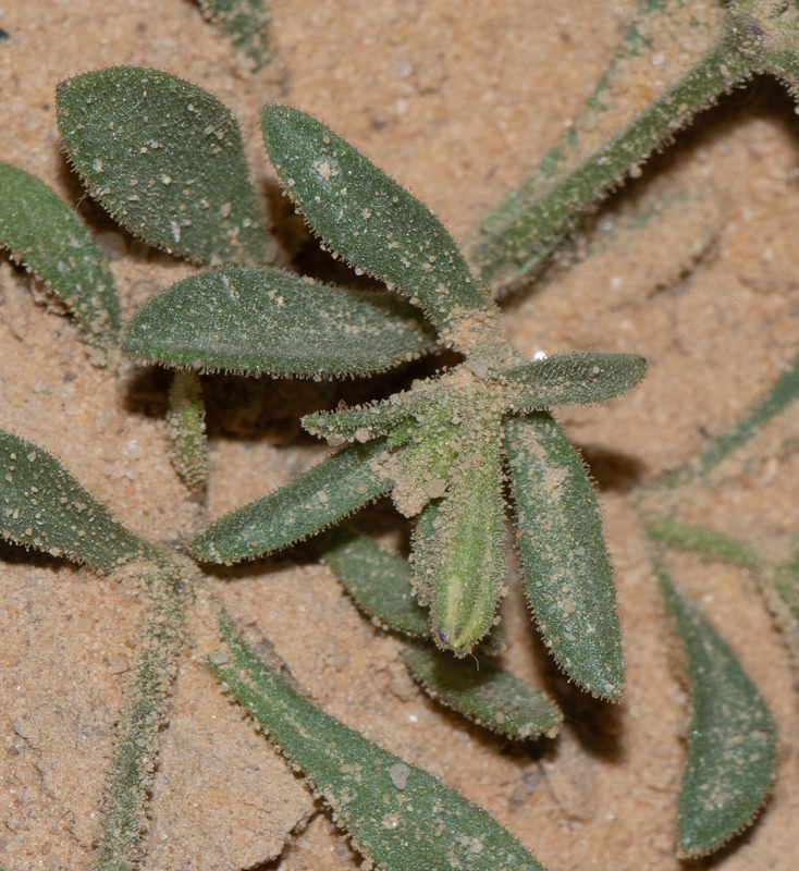 Image of Silene villosa specimen.