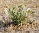 Pancratium maritimum