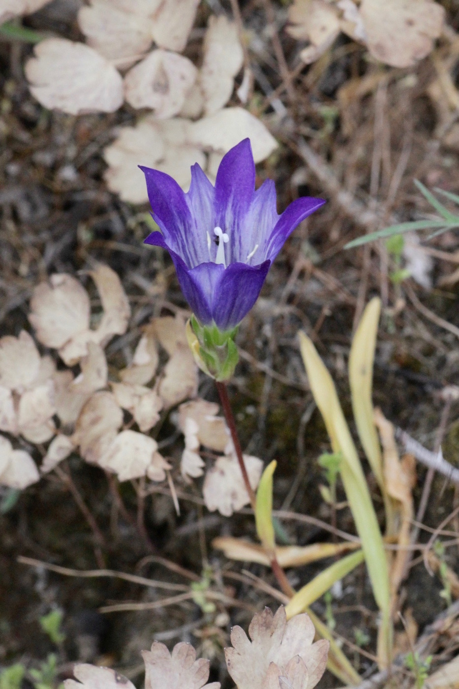 Image of Gentiana olivieri specimen.