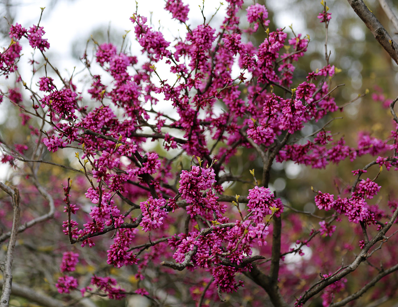 Изображение особи Cercis chinensis.