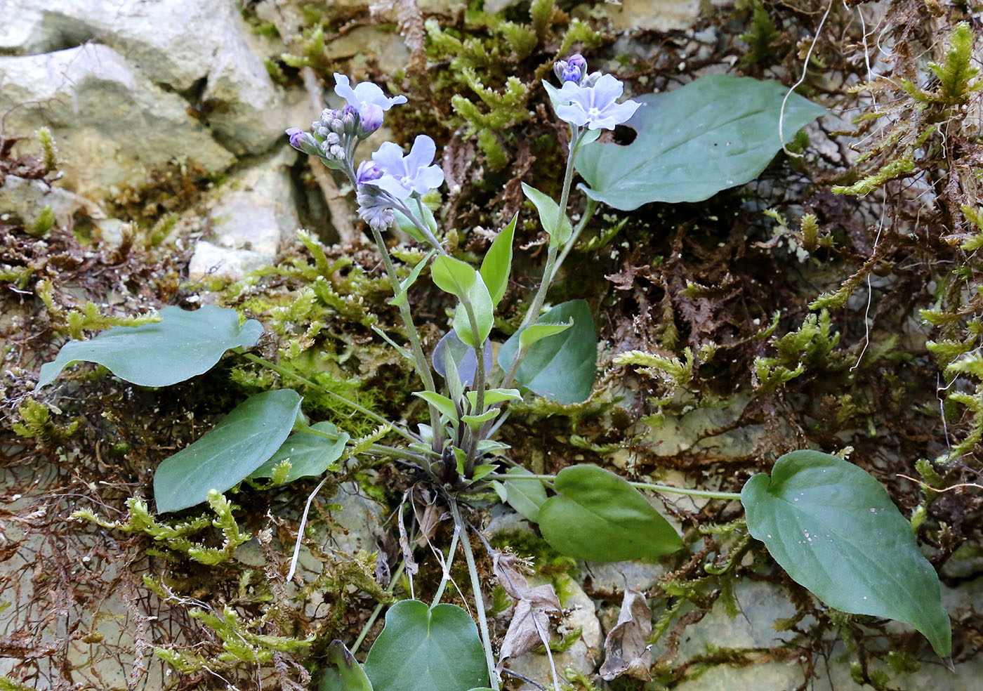 Изображение особи Omphalodes cappadocica.