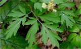 Corydalis cava