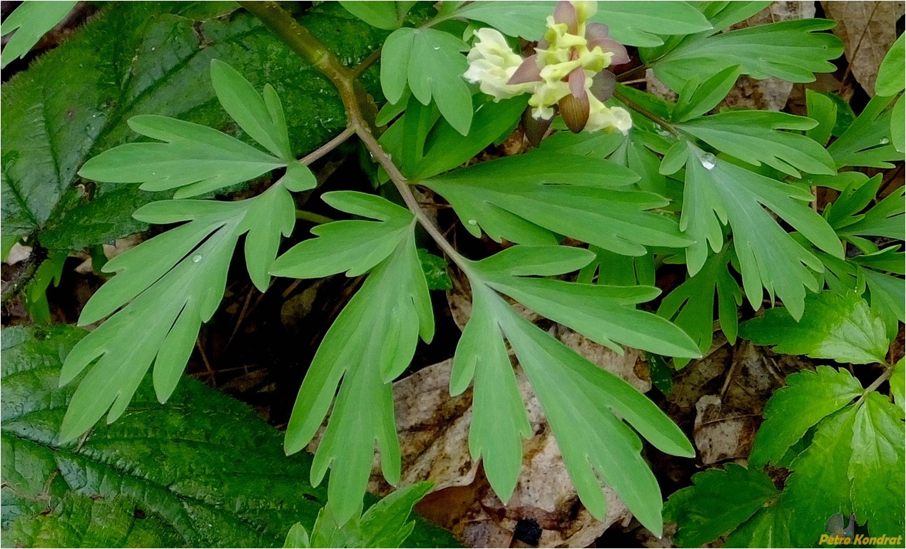 Изображение особи Corydalis cava.