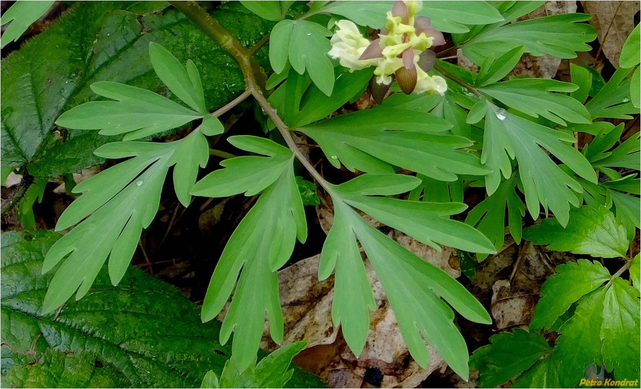 Изображение особи Corydalis cava.