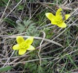 Anemone gortschakowii