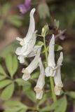 Corydalis solida