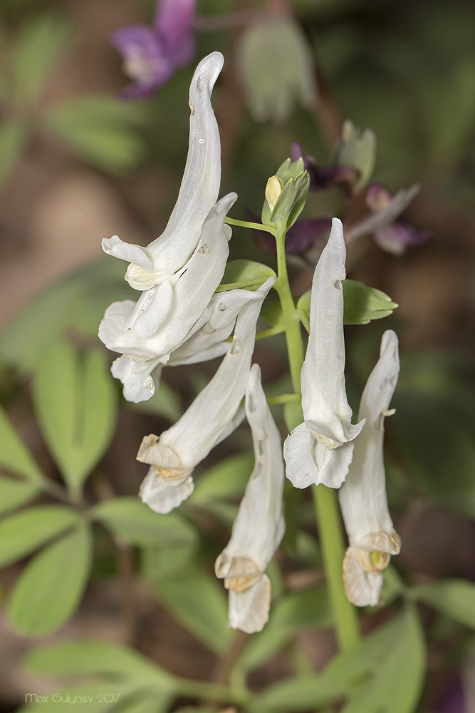 Изображение особи Corydalis solida.