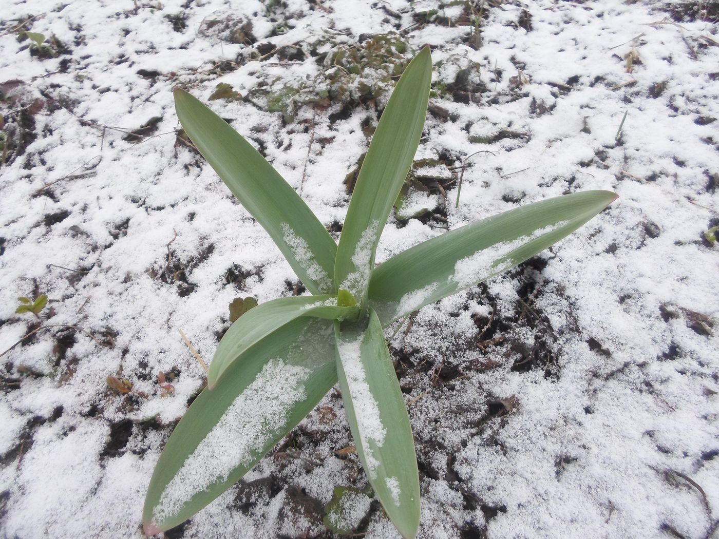 Image of Allium aflatunense specimen.