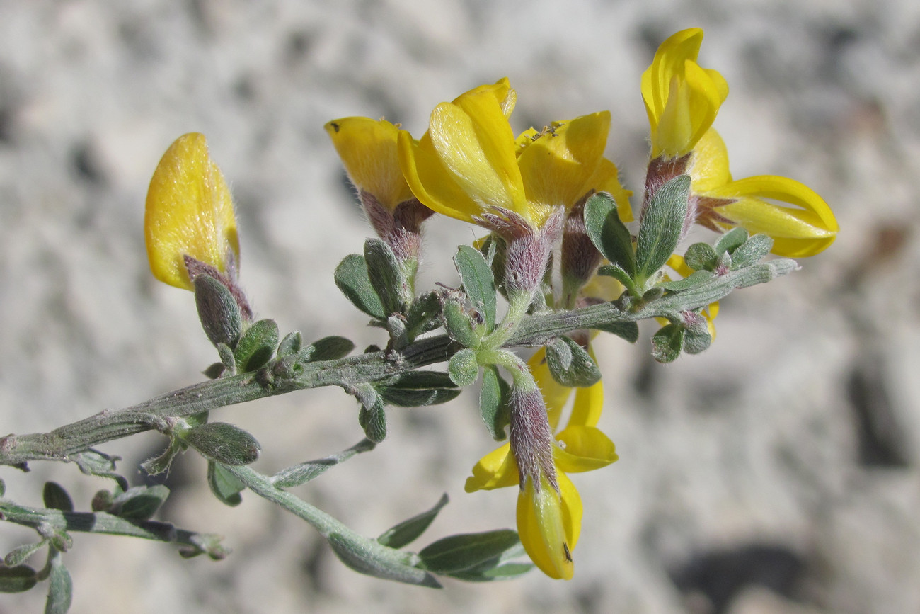 Image of Genista scythica specimen.