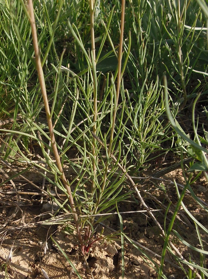 Image of Linaria macroura specimen.