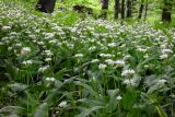 Allium ursinum