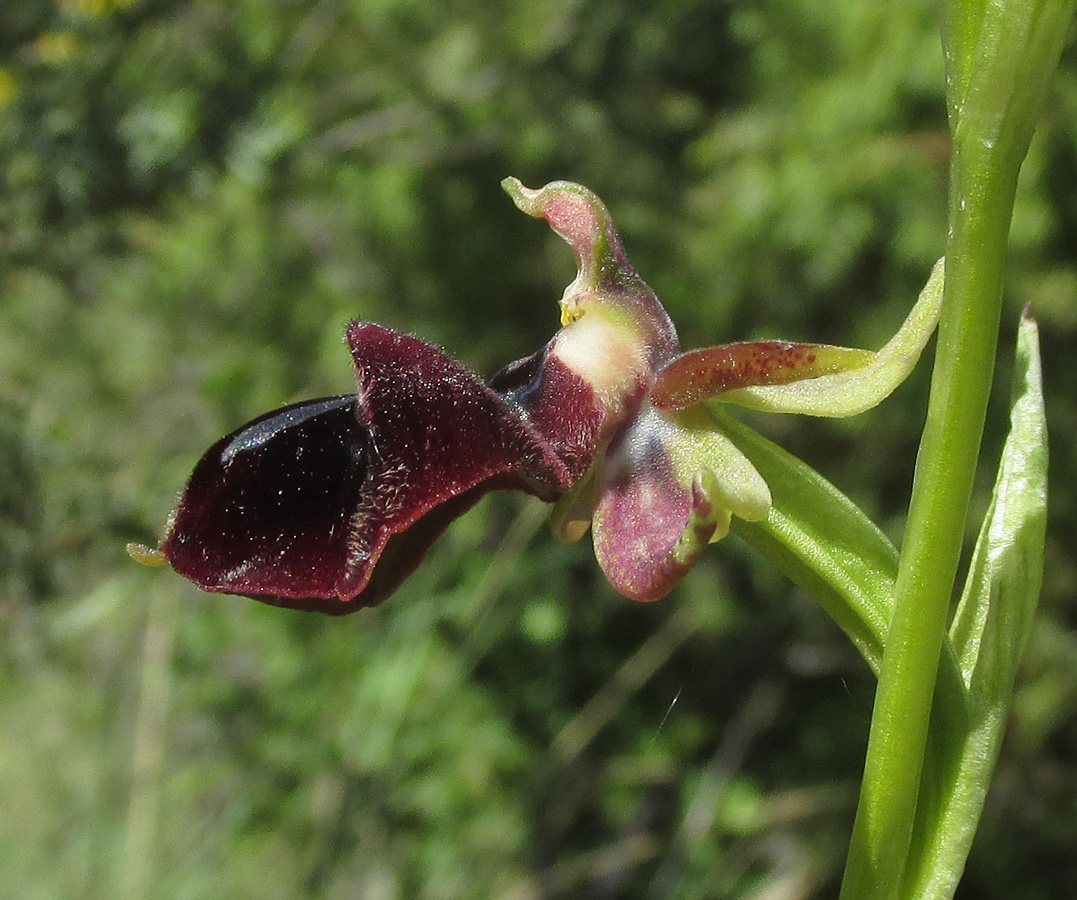 Изображение особи Ophrys mammosa.