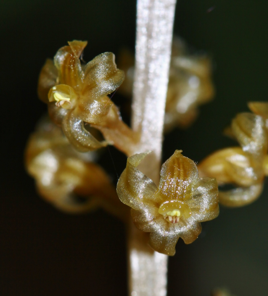 Изображение особи Neottia asiatica.