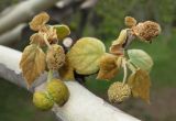 Platanus orientalis