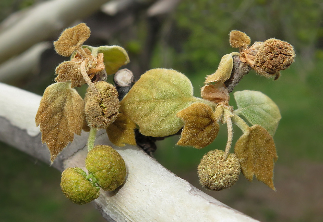 Изображение особи Platanus orientalis.