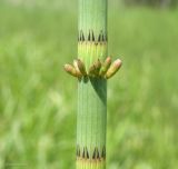 Equisetum fluviatile. Побег в средней части. Ярославская обл., Переславский р-н, с. Большая Брембола, болотистый луг у р. Ветлянка. 11.06.2017.