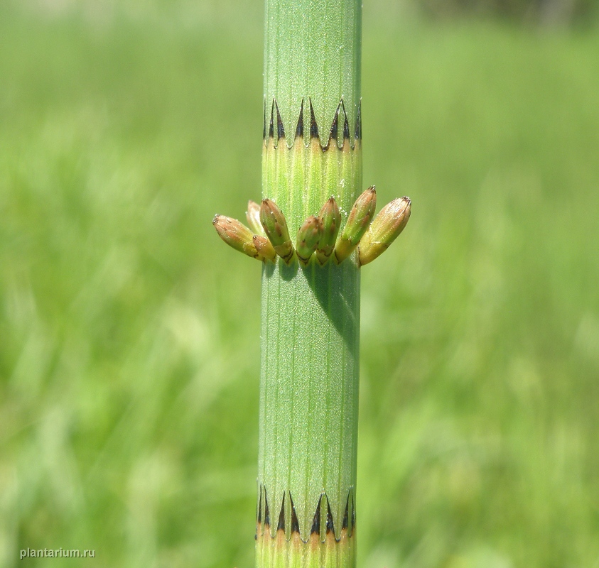 Изображение особи Equisetum fluviatile.