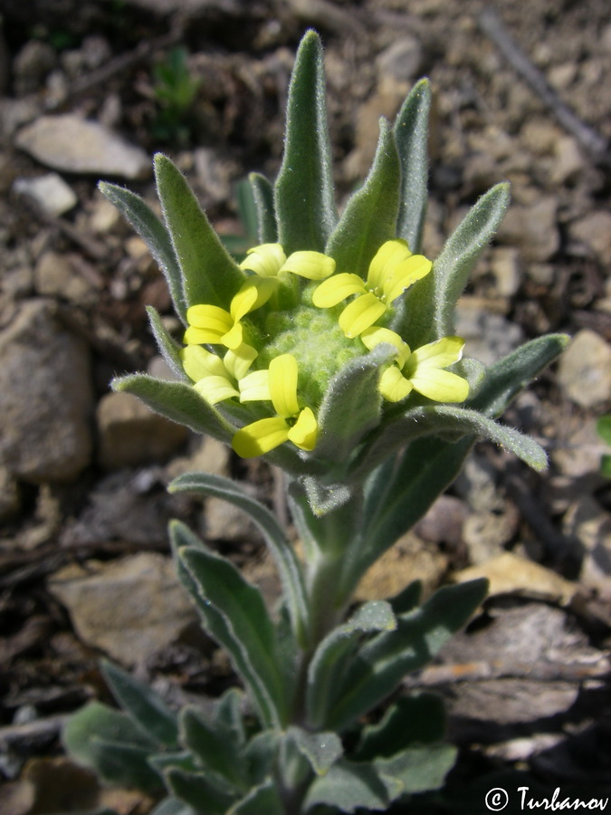 Image of Fibigia clypeata specimen.