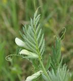 Vicia lutea