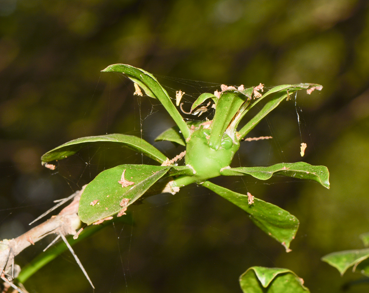 Image of genus Pereskia specimen.