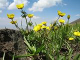 Ranunculus rubrocalyx. Цветущее растение. Южный Казахстан, Таласский Алатау, запов. Аксу-Жабаглы, урочище Каскабулак, выс. 3250 м н.у.м., моренные отложения. 16 июля 2017 г.