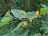 Lonicera korolkowii. Ветка с созревающими плодами. Москва, ГБС РАН. 17.07.2017.