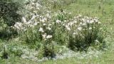 Cirsium vulgare. Цветущие и плодоносящие растения. Ферганская долина, Узбекистан, Андижанская обл., освоенные участки песков между населенными пунктами Язъяван и Акалтын. 22.07.2017.