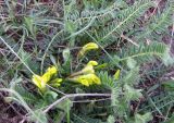 Astragalus macronyx