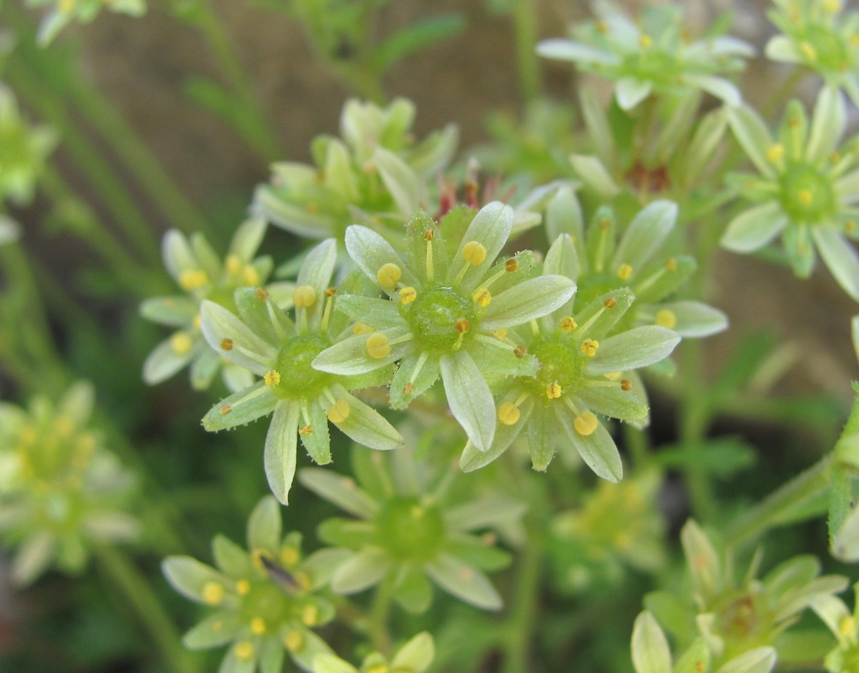 Image of Saxifraga moschata specimen.
