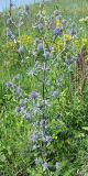 Eryngium planum