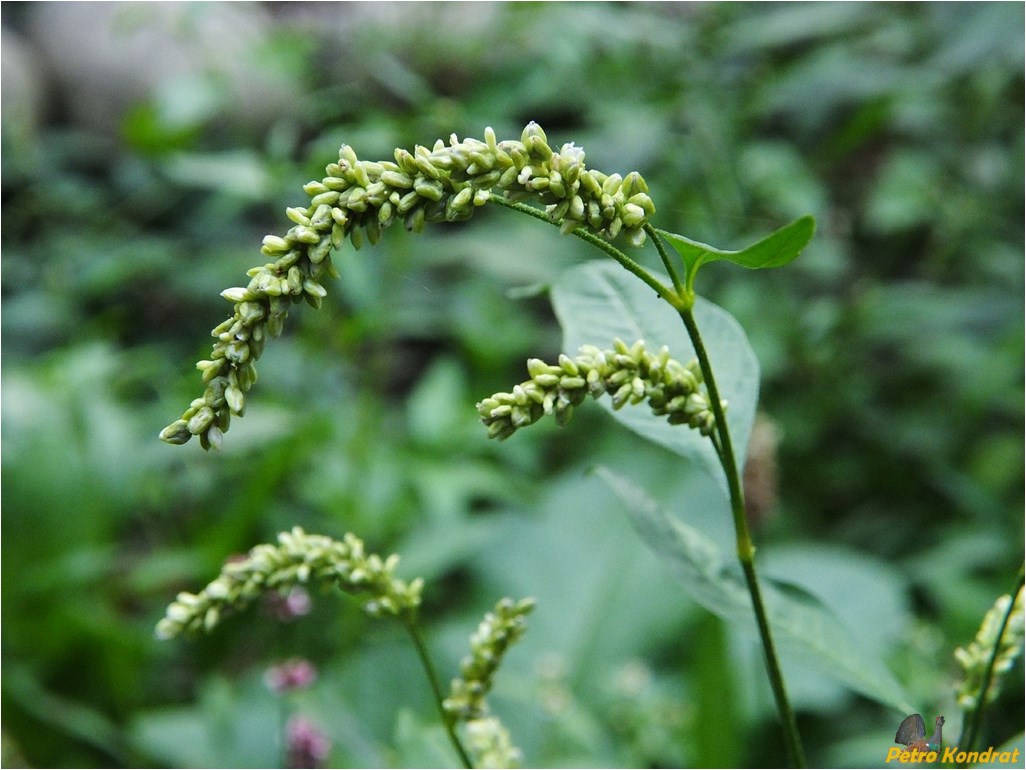 Изображение особи Persicaria lapathifolia.