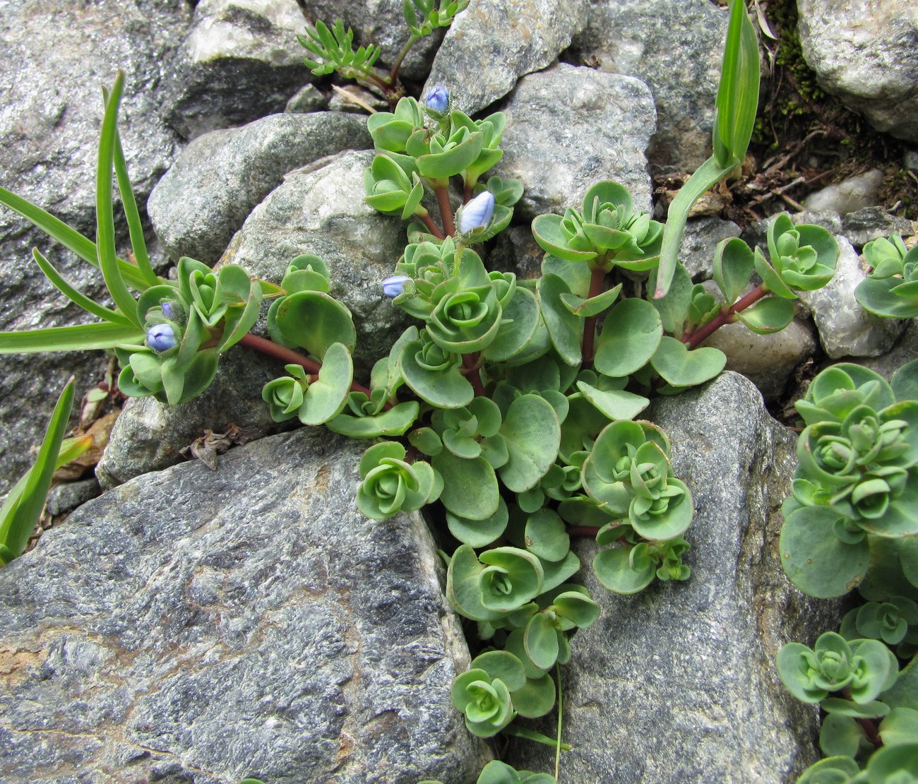 Image of Veronica glareosa specimen.