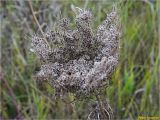 Daucus carota