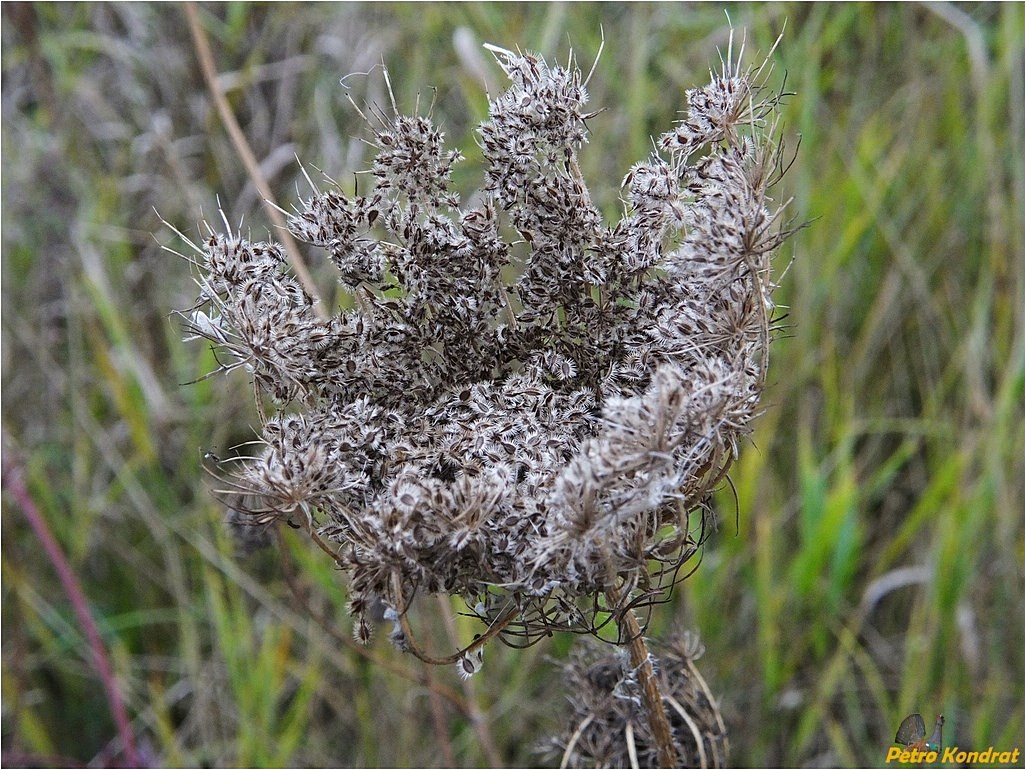 Изображение особи Daucus carota.