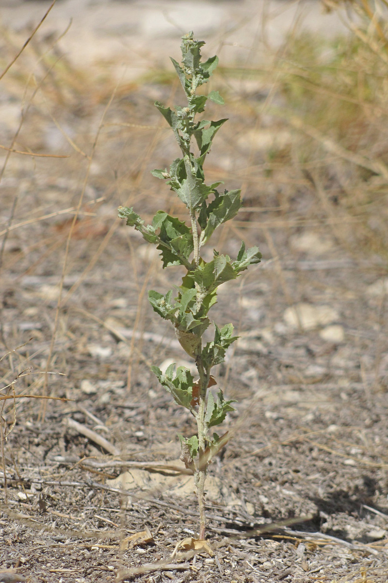 Изображение особи Atriplex rosea.