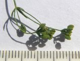 Bupleurum marschallianum