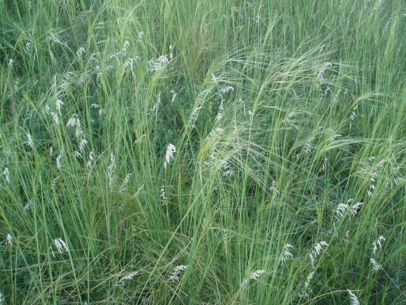Image of Stipa capillata specimen.