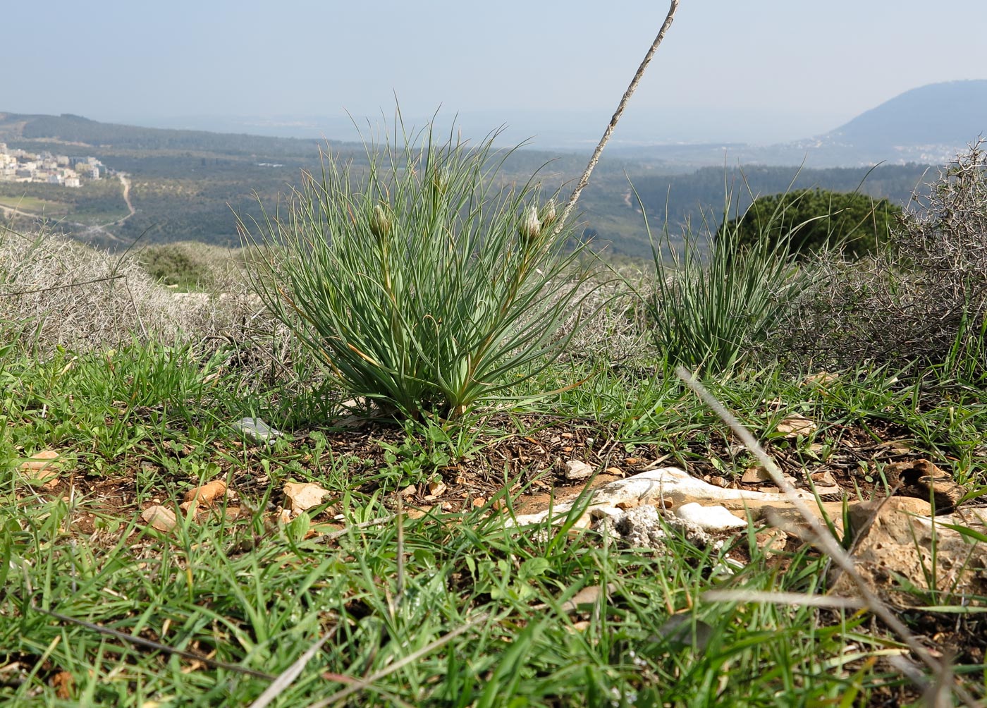 Изображение особи Asphodeline lutea.