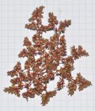 Frankenia pulverulenta