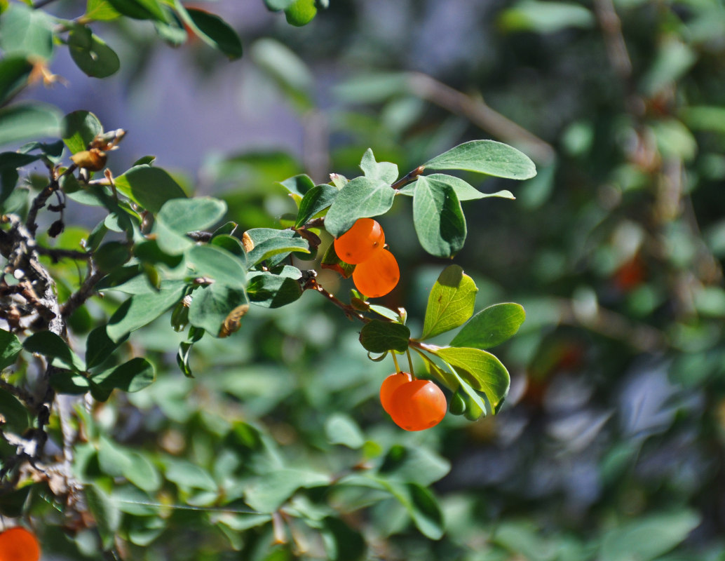 Изображение особи Lonicera microphylla.