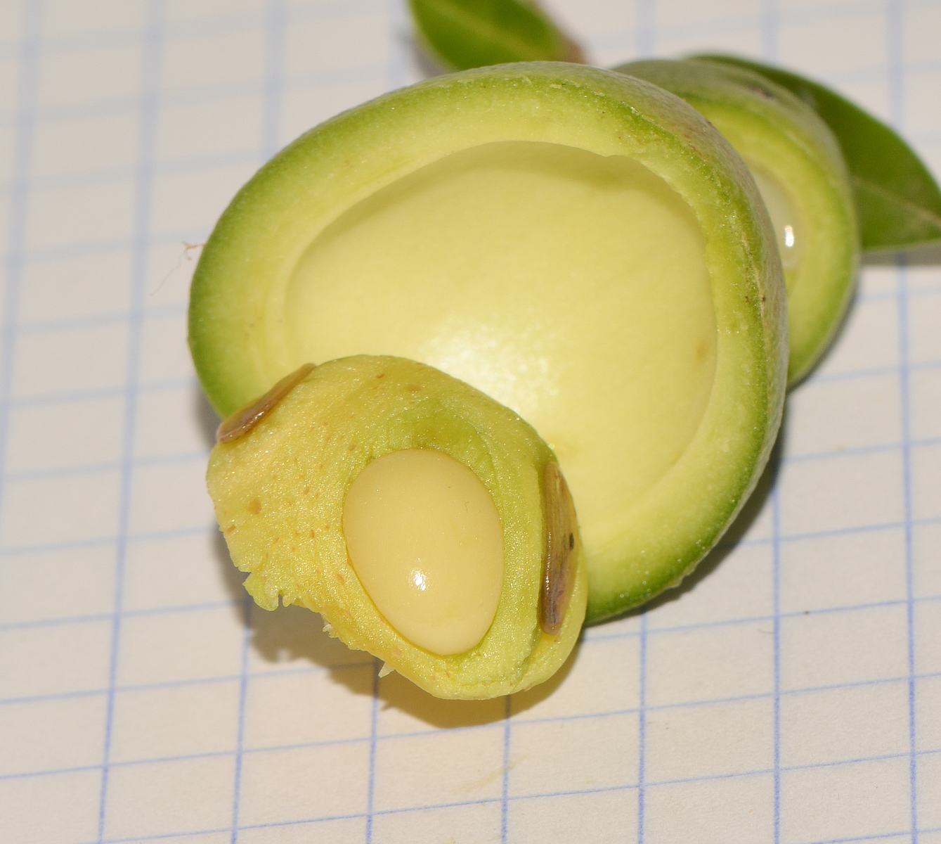 Image of Bonellia macrocarpa specimen.