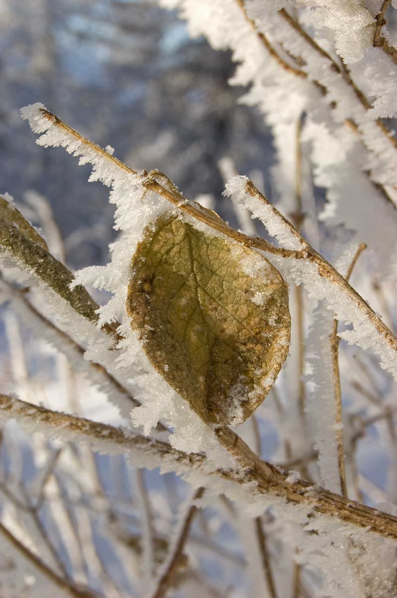 Image of genus Lonicera specimen.